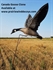 Picture of **FREE SHIPPING** Canada Goose Clone Power Flapper by Clone Decoys