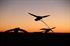 Picture of **FREE SHIPPING** Canada Goose Clone Power Flapper by Clone Decoys