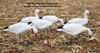 Picture of **FREE SHIPPING** Snow Migration 6pk Full Body Goose Decoys by Dakota Decoys