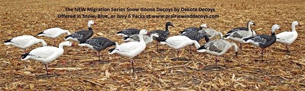 Prairiewind Decoys. **FREE SHIPPING** Snow Migration 6pk Full Body