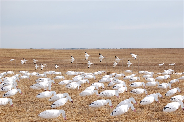 prairiewind decoys sale econo feather flyer snow goose all feather flyer