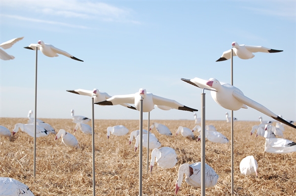 prairiewind decoys sale econo feather flyer snow goose all feather flyer