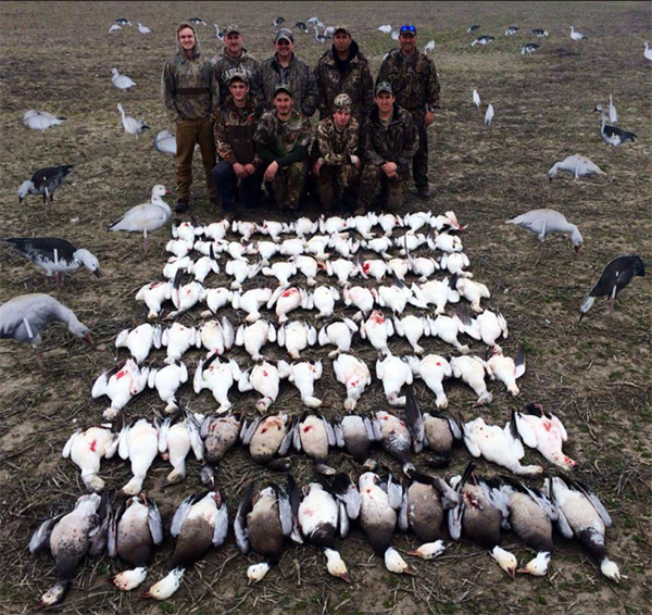 Prairiewind Decoys. **FREE SHIPPING** Econo Blue Goose Silhouette