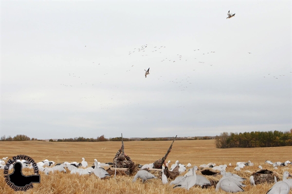 Prairiewind Decoys. **FREE SHIPPING** Econo Blue Goose Silhouette