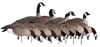 Picture of **FREE SHIPPING** Tim Newbold FFD Lesser Canada Goose Decoys - Harvester 12pk w/Bag  by Greenhead Gear GHG Avery Outdoors