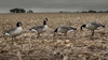 Picture of **FREE SHIPPING** Hunter Series Lesser Canada Goose Decoys by Greenhead Gear