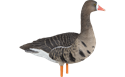 Picture for category Speck Full Bodies