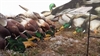 Picture of Mallard Duck Silhouettes by Big Al's Decoys