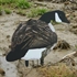 Picture of X-14 Active Pack Canada Goose Silhouette Decoys (14pack) by Big Al's Decoys