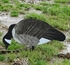 Picture of X-14 Active Pack Canada Goose Silhouette Decoys (14pack) by Big Al's Decoys