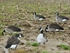 Picture of X-14 Active Pack Canada Goose Silhouette Decoys (14pack) by Big Al's Decoys