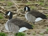 Picture of X-14 Active Pack Canada Goose Silhouette Decoys (14pack) by Big Al's Decoys