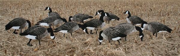 canada goose real sale canada goose real sale