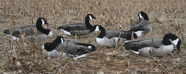 Prairiewind Decoys. **SALE*** Pro Series Sit'n Geese Silhouette Decoys