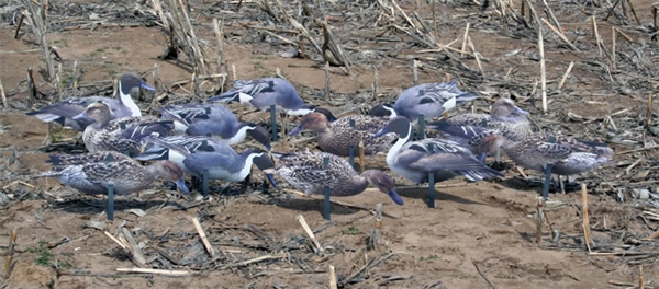 Prairiewind Decoys. **SALE*** Pro Series II Extreme Pintail Silhouette