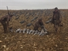 Picture of *SALE* Sandhill Crane Decoys by Sillosock Decoys