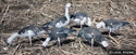 Picture of 1dz  Pro Series II Blue Goose Silhouettes - WF918PSS
