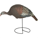 Picture of Feeding Hen Turkey-Eastern - AV78100