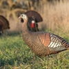 Picture of **FREE SHIPPING** Upright Hen Turkey-Eastern by Greenhead Gear GHG