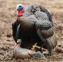 Picture for category GHG Turkeys