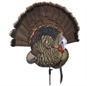 Picture of Taxidermy Trophy Tom - AVX8021