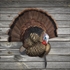 Picture of  Trophy Tom Taxidermy Turkey Decoy  by Avian-X Decoys