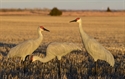 Picture for category Sandhill Crane Decoys