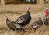 Picture of Turkey Decoys by Deception Decoys