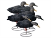 Picture of **FREE SHIPPING** Magnum Full-body Black Duck, Variety 6pk by Higdon Decoys