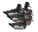 Picture for category Ringneck Ducks