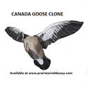 Picture of Canada Goose - SINGLE