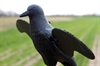 Picture of **FREE SHIPPING** MOJO CROW BY MOJO OUTDOORS