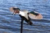 Picture of **FREE SHIPPING**  ELITE SERIES PINTAIL BY MOJO OUTDOORS