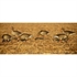 Picture of *FREE SHIPPING* FFD Specklebelly Full Body Goose Decoys Harv 6 pk by Greenhead Gear GHG