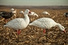 Picture of **FREE SHIPPING** AXP Full Body Snow Goose Decoys 10pk by Avian X Decoys