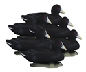 Picture of Standard Coot Foam Filled 6 pk - HO19973