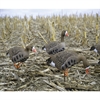 Picture of **FREE SHIPPING** FULLY FLOCKED Specklebelly  Whitefront Full Body Goose Decoys w/bags by Dakota Decoys