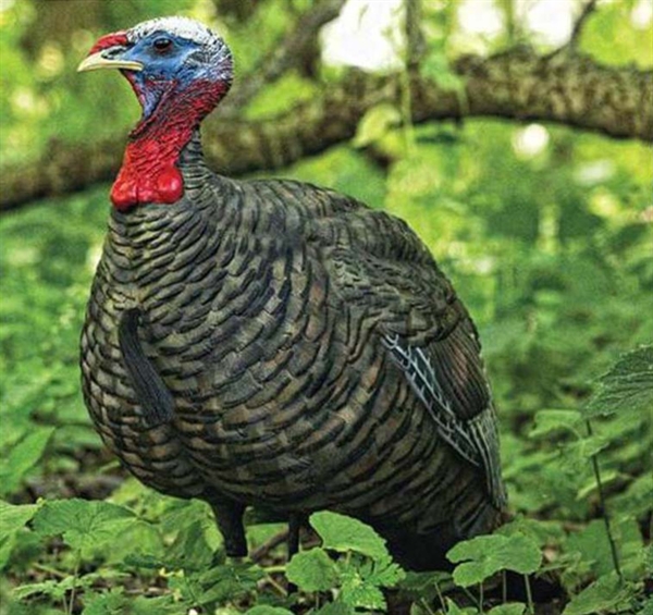List 26+ Background Images what does a jake turkey look like Excellent List 26+ Background Images what does a jake turkey look like Excellent