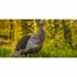 Picture of HDR Hen Turkey Decoy by Avian-X Decoys