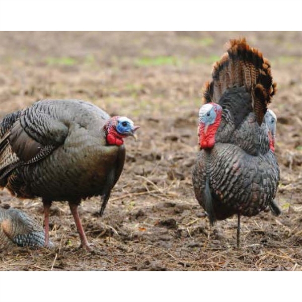 Avery Greenhead Gear GHG Jekyll and Hyde Tom Eastern Turkey Tom Decoy New! 