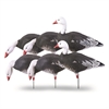 Picture of *FREE SHIPPING* Pro Grade Full Body Blue Goose Decoy - Harvester 6pk by Greenhead Gear GHG