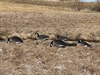 Picture of **NEW** FULLY FLOCKED Canada Goose Silhouette Decoys by Sillosock Decoys